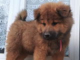 5 chiots Eurasiers LOF disponibles à l'achat