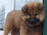 5 chiots Eurasiers LOF disponibles à l'achat