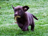 6 chiots Labradors LOF chocolat à réserver