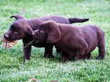 6 chiots Labradors LOF chocolat à réserver