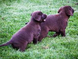 6 chiots Labradors LOF chocolat à réserver