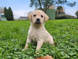 Trois chiots Labrador Retrievers LOF à réserver