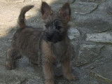5 chiots Cairn Terriers LOF à la vente