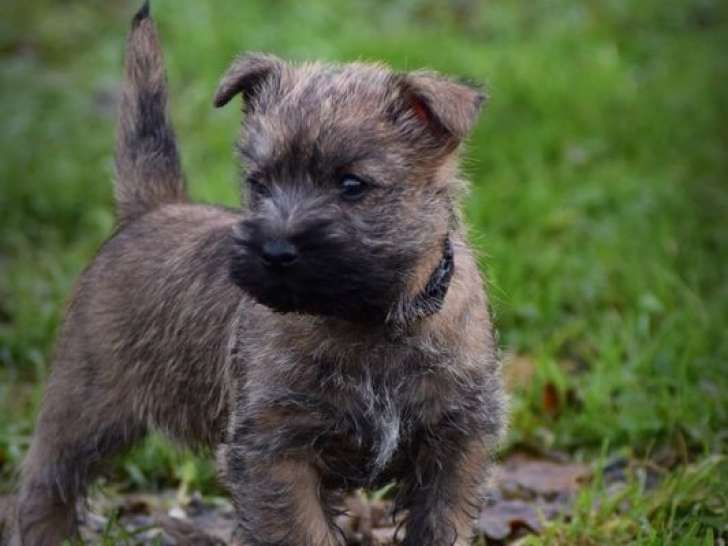 Un chiot Cairn Terrier LOF disponible à la réservation