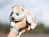 À réserver : trois chiots Huskies Sibériens LOF