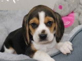 Disponibles à la réservation : deux chiots Beagles LOF tricolores