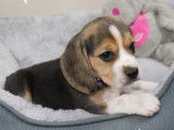 Disponibles à la réservation : deux chiots Beagles LOF tricolores