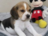 Disponibles à la réservation : deux chiots Beagles LOF tricolores