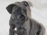 Chiots Staffordshire Bull Terrier LOF à réserver