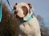 Chiots de race American Bully à vendre (3 femelles & 4 mâles)