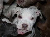 Chiots de race American Bully à vendre (3 femelles & 4 mâles)