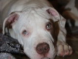 Chiots de race American Bully à vendre (3 femelles & 4 mâles)
