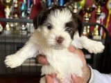 Chiots Bichons Havanais LOF à réserver