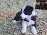 Chiots Border Collie à vendre
