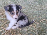 Chiots Border Collie à vendre