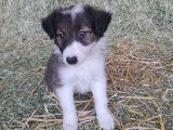 Chiots Border Collie à vendre