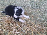 Chiots Border Collie à vendre