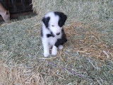 Chiots Border Collie à vendre