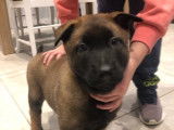 Disponible Chiots Malinois pure race