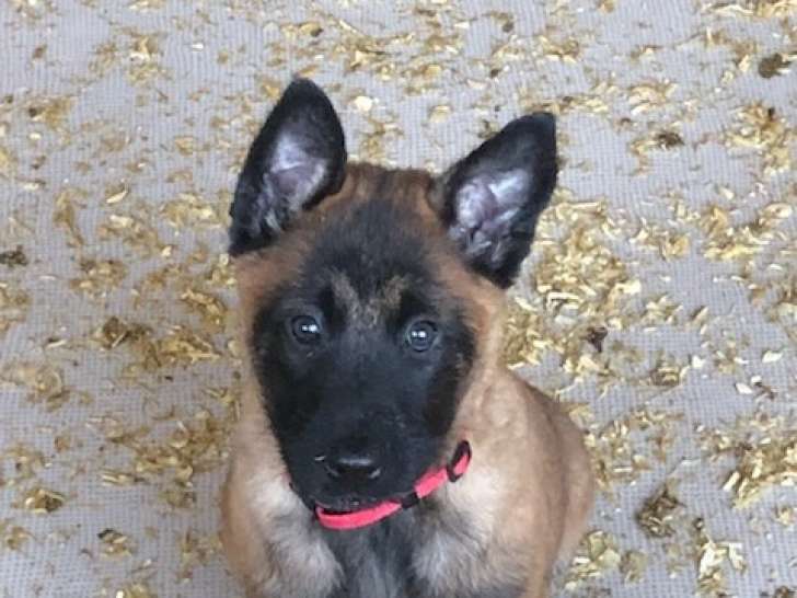 Disponible Chiots Malinois pure race