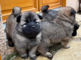 Magnifiques chiots Eurasier LOF à vendre