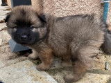Magnifiques chiots Eurasier LOF à vendre