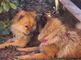 Magnifiques chiots Eurasier LOF à vendre