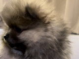 Magnifiques chiots pomeranians à vendre