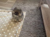 Magnifiques chiots pomeranians à vendre