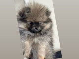 Magnifiques chiots pomeranians à vendre