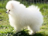 Magnifique chiots Spitz Allemand à vendre