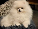 Magnifique chiots Spitz Allemand à vendre