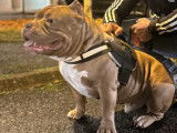 Chien adulte de race American Bully Mâle à vendre