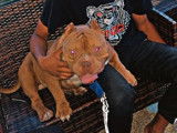 Chien adulte de race American Bully Mâle à vendre