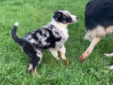 Chiot m&acirc;le Border Collie tricolore LOF &agrave; vendre