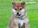 Des chiots Shiba Inus fauves LOF à vendre