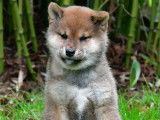 Des chiots Shiba Inus fauves LOF à vendre