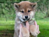 Des chiots Shiba Inus fauves LOF à vendre