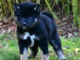 Des chiots Shiba Inus fauves LOF à vendre