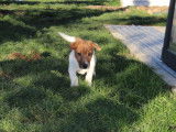 Deux chiots Jack Russell Terriers LOF disponibles &agrave; la vente