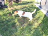 Deux chiots Jack Russell Terriers LOF disponibles &agrave; la vente