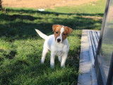 Deux chiots Jack Russell Terriers LOF disponibles &agrave; la vente