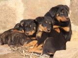 8 chiots Beaucerons LOF à réserver