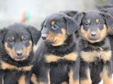 8 chiots Beaucerons LOF à réserver