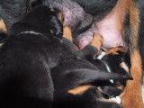 8 chiots Beaucerons LOF à réserver