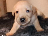 Des chiots Labradors LOF à réserver