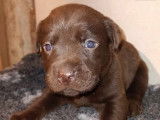 Des chiots Labradors LOF à réserver