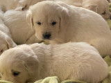 Des chiots Golden Retrievers sable LOF à réserver