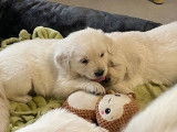 Des chiots Golden Retrievers sable LOF à réserver