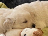 Des chiots Golden Retrievers sable LOF à réserver
